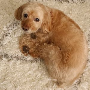 Meet your Posher, Beverly